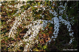 小さくて雪のように白い花を一気に咲かせる　ユキヤナギ(雪柳)