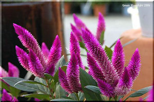 品の良いローズピンク　大型種のケイトウ(鶏頭)