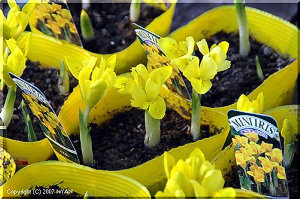 花言葉は「恋のメッセージ」と「希望」　ミニアイリス