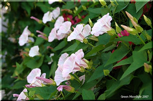 繁殖力と生命力の強さがにじみ出るコヒルガオ(小昼顔)の小さな花