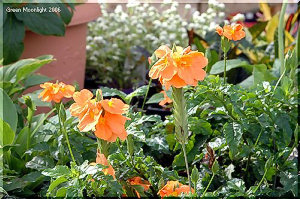 鮮やかな燃えるオレンジ色　クロサンドラ『かがり火』