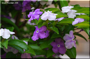 不思議な名を持つ初夏の花 ニオイバンマツリ(匂蕃茉莉)