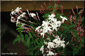 淡紅の蕾から綿白の花　爽やかな芳香　羽衣ジャスミン