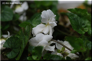 いつも、違う名前で紹介される パルマスミレ