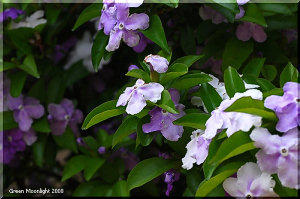 不思議な名を持つ初夏の花 ニオイバンマツリ(匂蕃茉莉)
