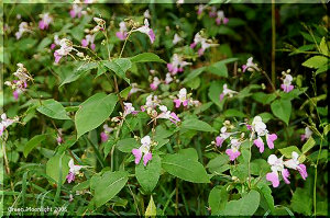 白とピンクのグラデ　源平咲き釣船草　カシミール・バルサム