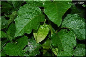 七夕の頃になると出回る夏の風物詩　ほおずき(鬼灯)