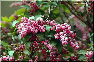 可愛らしい釣り鐘型の花をたくさん咲かせる　アセビ
