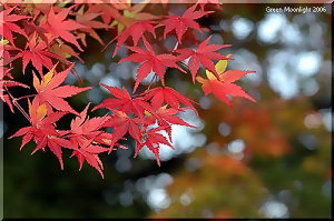 寒さが増して鮮やかに染まった　イロハモミジ