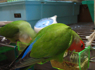 IMG_0253.gif