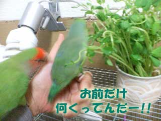000豆苗-2.jpg