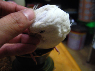 IMG_1355.jpg