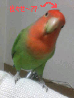 20060209090116.jpg