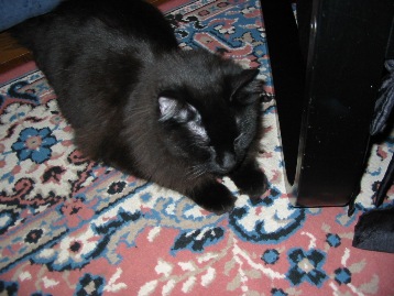 げ○ぴーのプーキー