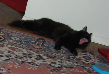 げっぷー・・・食った～！！！