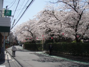 千里山の桜