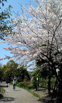 0412　桜　縦1.jpg