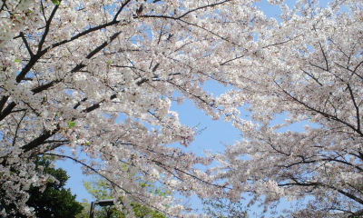 0410　桜（実家）.jpg