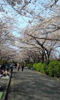 0405　桜　並木.jpg