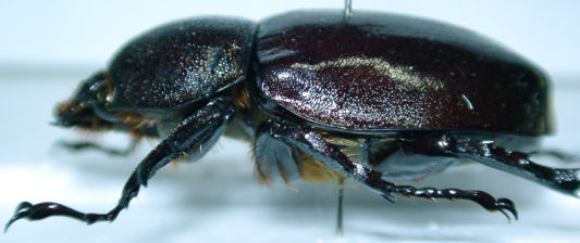 Cebu島♀横
