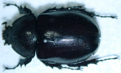Cebu島♀上