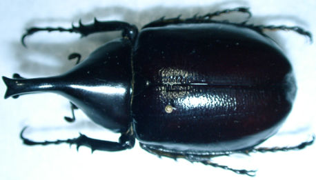 Xylotrupes florensis（Wetar島）上