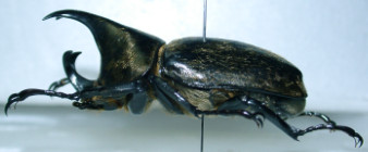Xylotrupes pubescens横