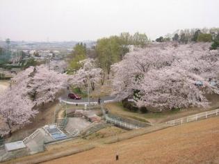 三好公園桜