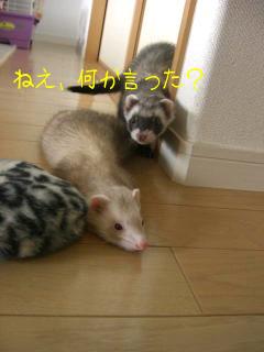 バカね～３