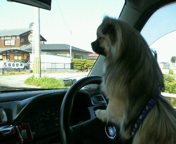 げん太の運転？？進めぇぇぇ～！！