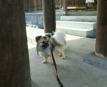 神社でうろうろ