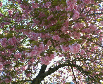 綺麗な花が咲いてました★