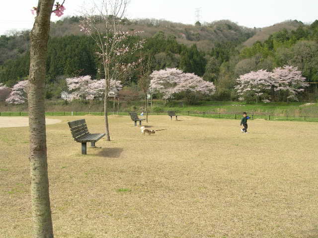 息子に引っ張られて走るgenta