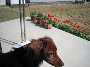 2008_04_15_リッキー.JPG