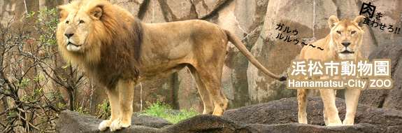 浜松市動物園イメージ