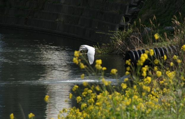 white heron2