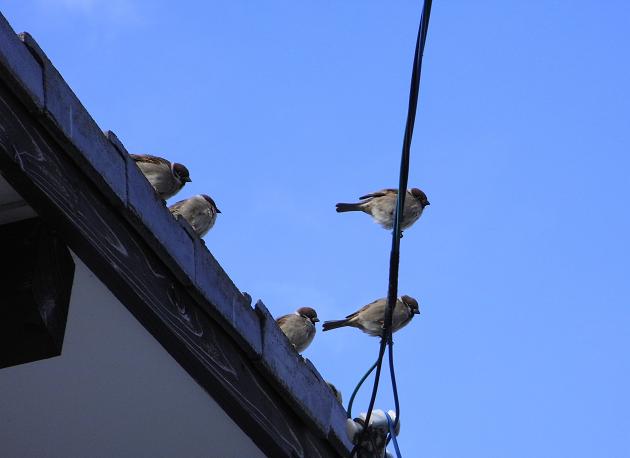 birds on the roof