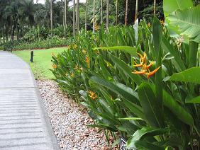 シンガポール10