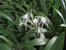 シンガポール13