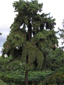 シンガポール12