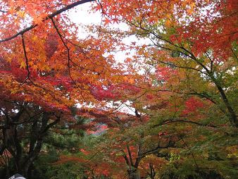 嵯峨野0811紅葉1