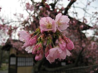 渉成園3桜