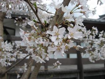 三十三間堂10桜