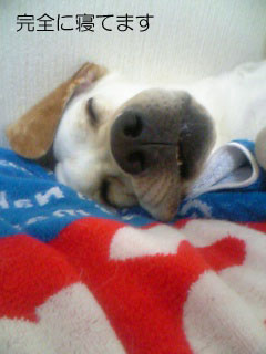 眠りこけ.jpg