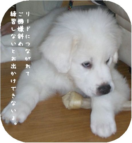 りーど１