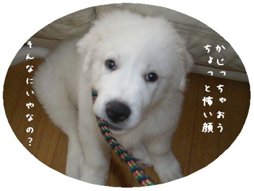 りーど３