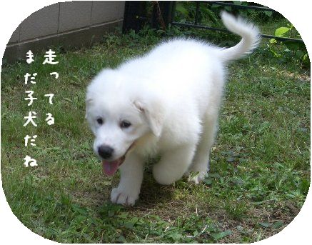 にわ１
