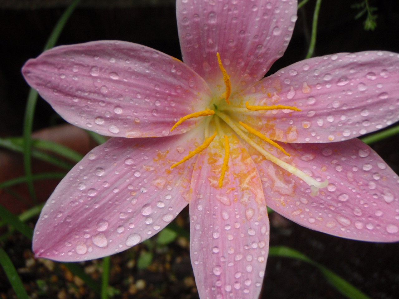 ピンクの花