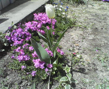 芝桜　２００７