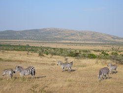 904Masai Safari